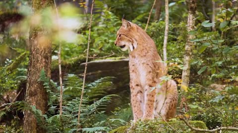 Beautiful Lynx video shooting