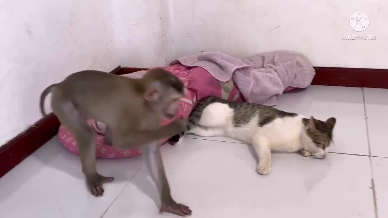 Monkey and cat being apart is missing a lot