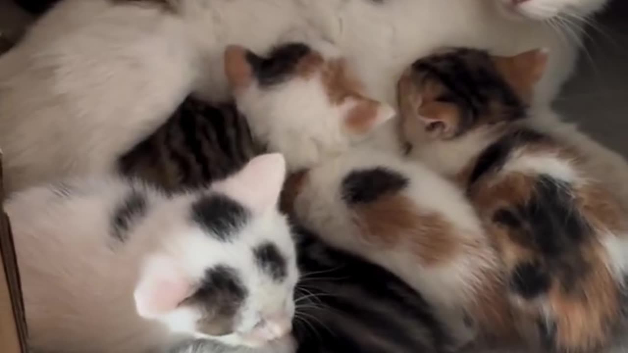 Kittens breastfeed from their mother - A cat breastfeeds her kittens 😻❤️🐾