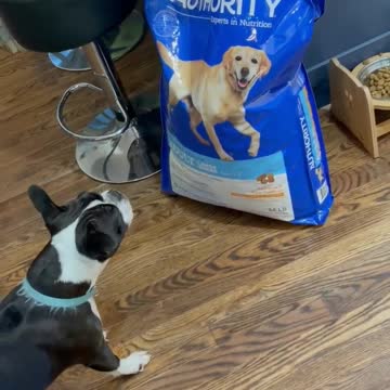 What's that dog doing in the kitchen