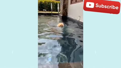 🥺 Cute doggos 🐶 playing with momma and little 🐰💓