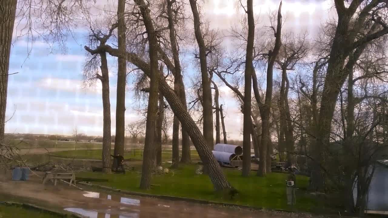 Timber or Run for Your Life