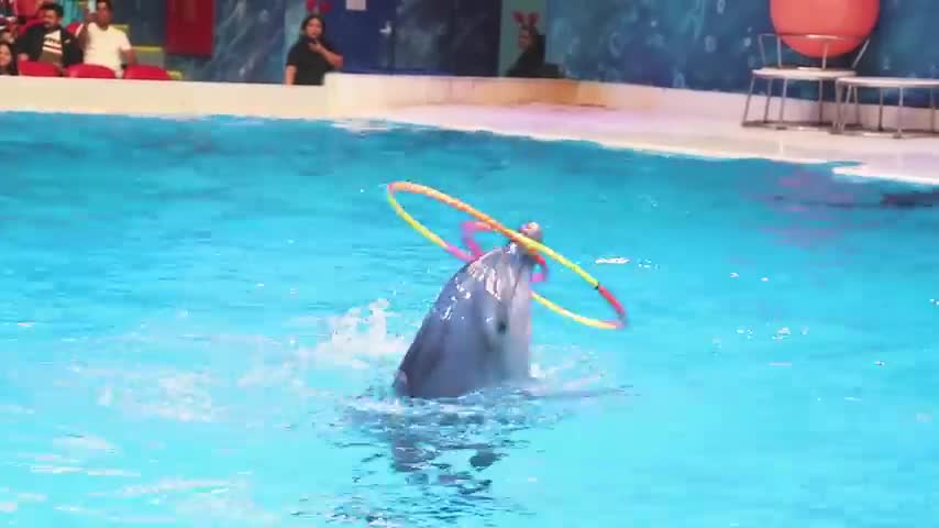 THE DOLPHIN SHOW in Dubai 2021