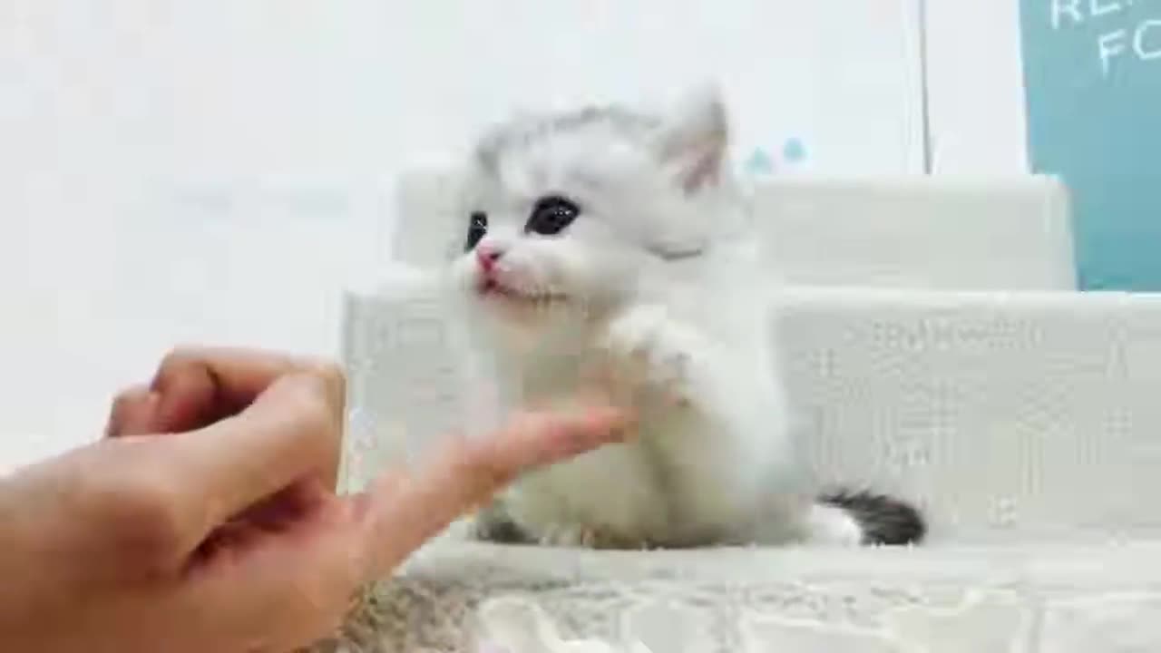 cute kitten part2