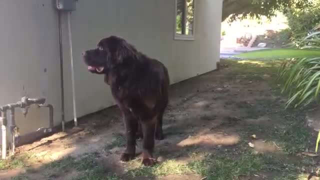 Smart Newfoundland learns to get his own water