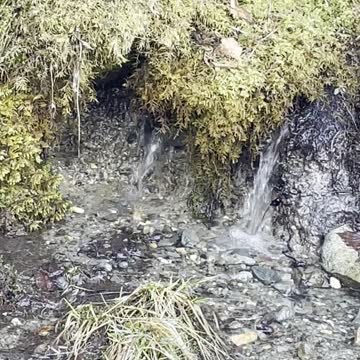 Sweet little spring.