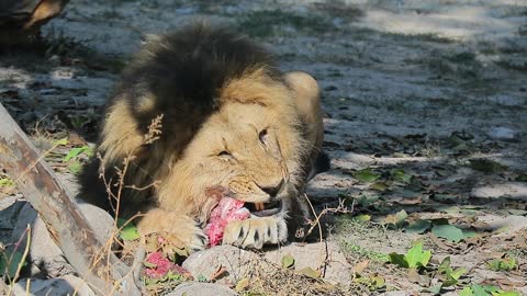 Watch the lion eat meat