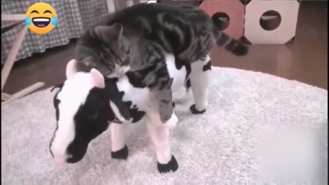 Cat and animals funny videos