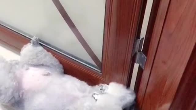 Stupid puppies start to like humans as long as they are touched by people