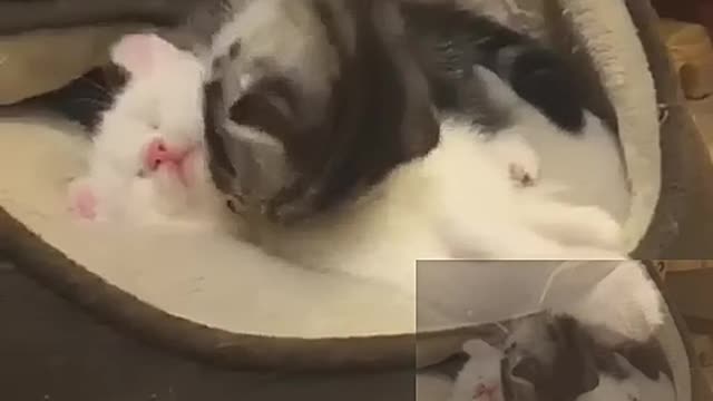 The little white cat was kissed