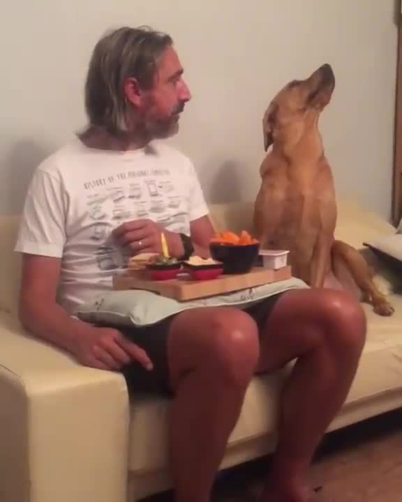 Dog looks at its owners' plate of food and then looks away as he_gets caught