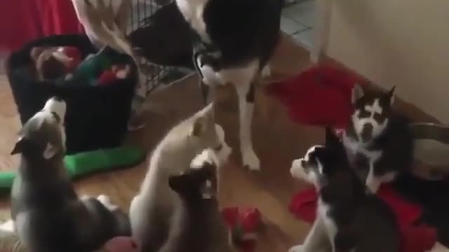 husky dog ​​howling with her puppies