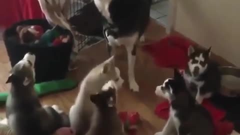 husky dog ​​howling with her puppies