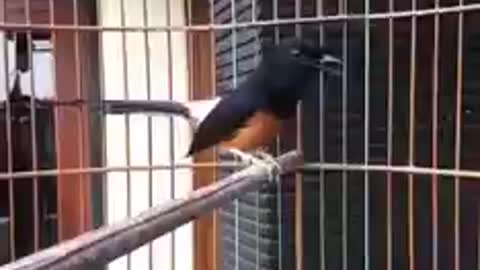 melodious bird