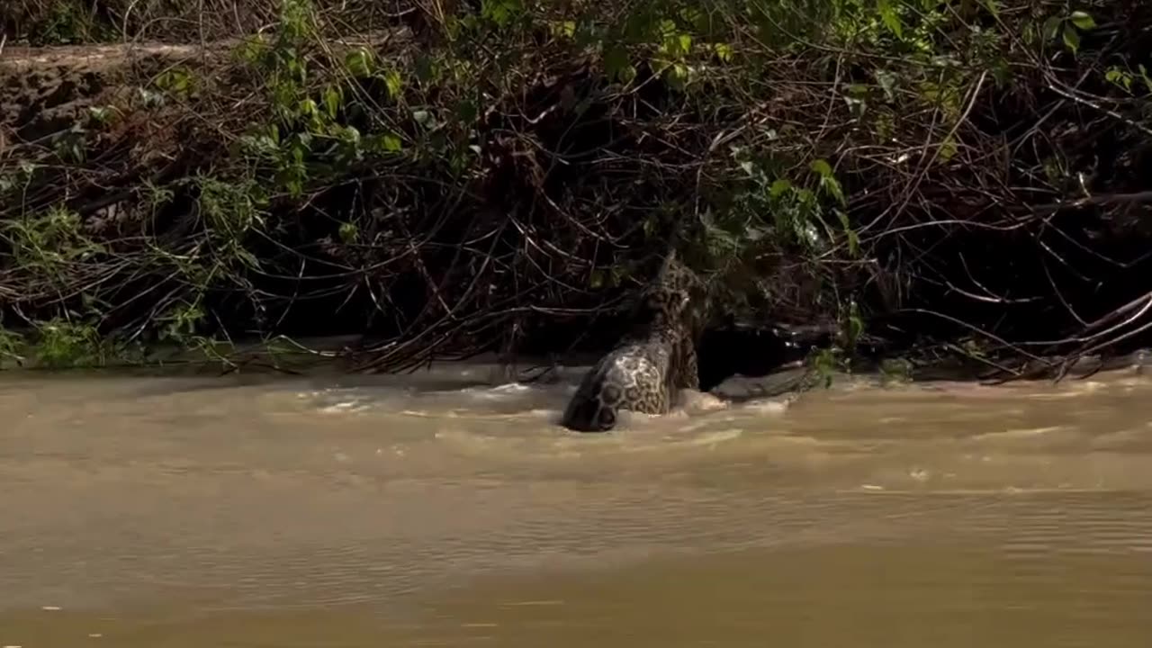 jaguar takes on caiman