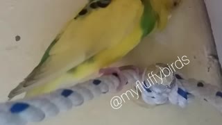 He thinks he is dog
