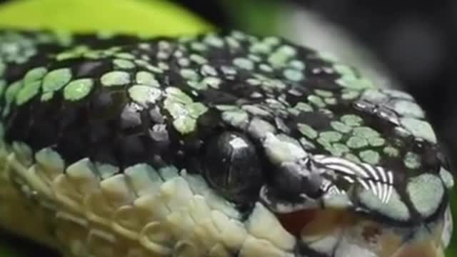 BeautiFull Snake Best Movenment short clip