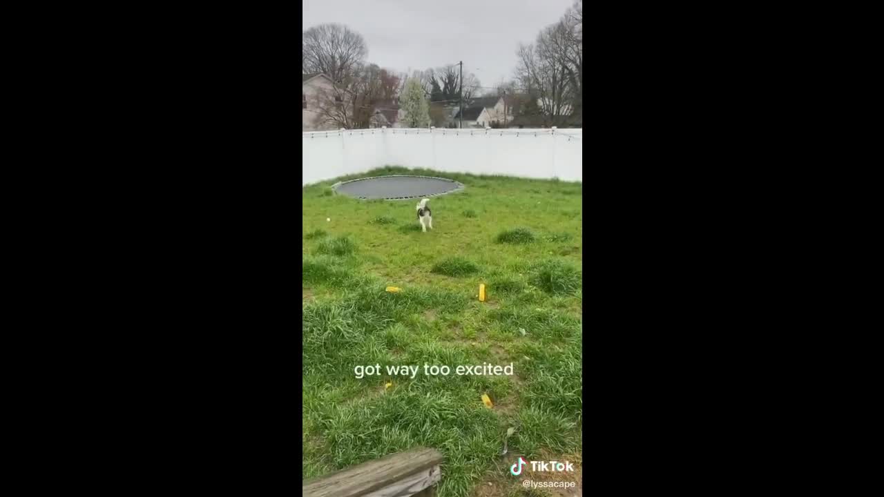 Dog Loves Leaping On A Trampoline