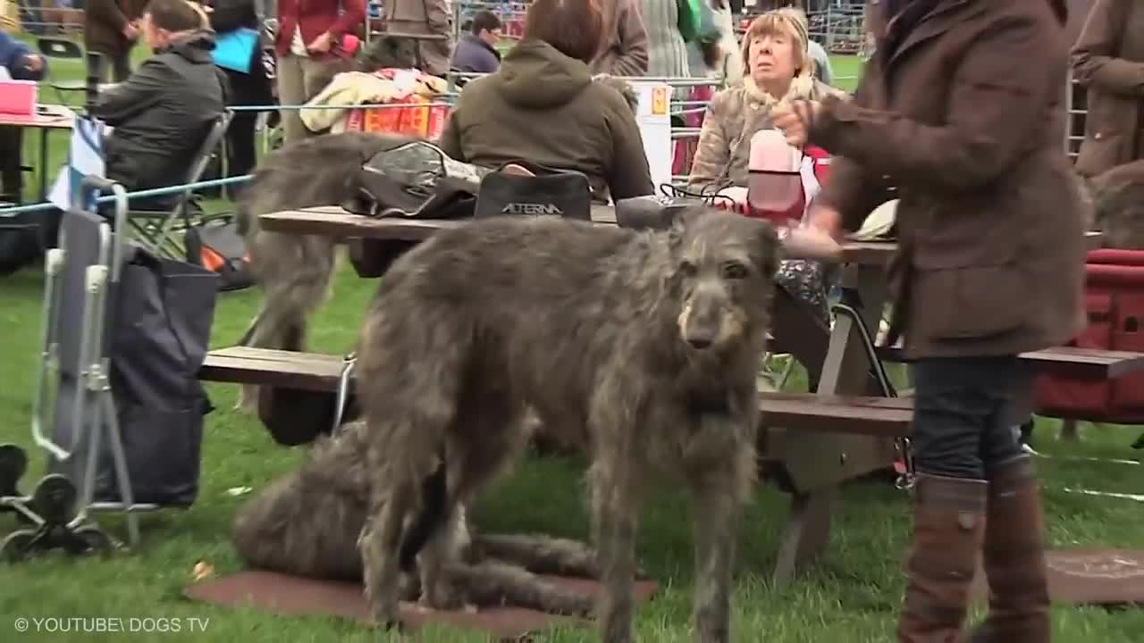 The Top 20 Largest Dogs in the World