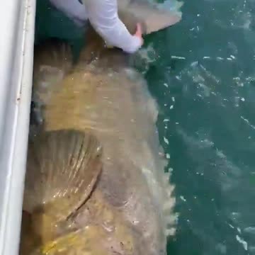 stay away from Wild Life and Oceans and this Video will teach u That