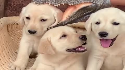 Funniest / cute animals videos compilation