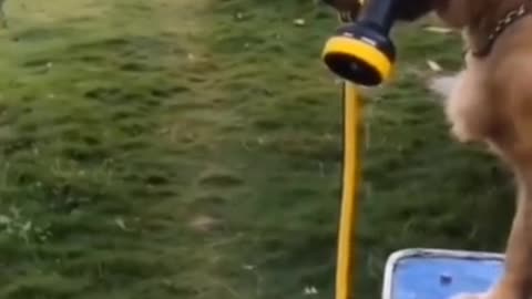 Funny Dogs Videos