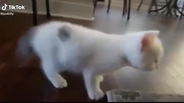 A cat dances better than dancers watch and laugh