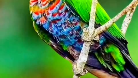 Pet Cats Beautiful Bird And Animal 4K HD Adorable Photography By Nature.