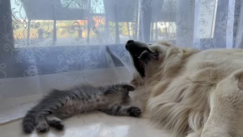 Kitten Wakes Up Golden Retriever