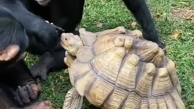 Monkey and turtle friendship 😀 cut friend