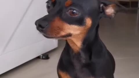 mi hermoso perro