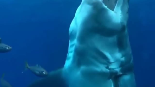 ���� tiburón blanco atacando_ #tiburón #shorts #tiburones