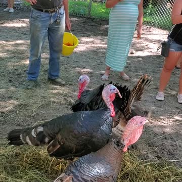 Funny turkeys only respond to owner