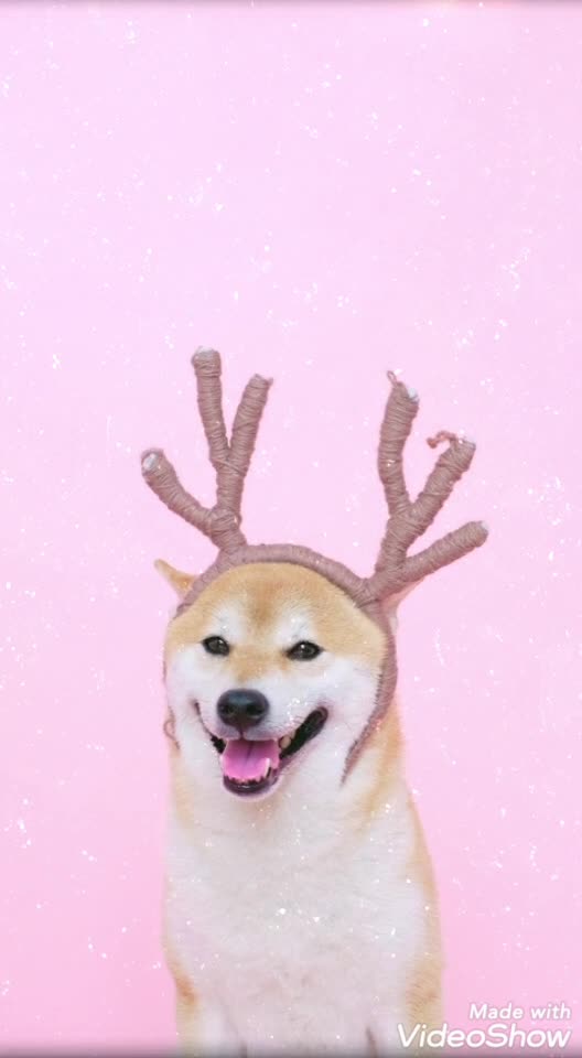 كلبي الجميل يستعرض نفسه