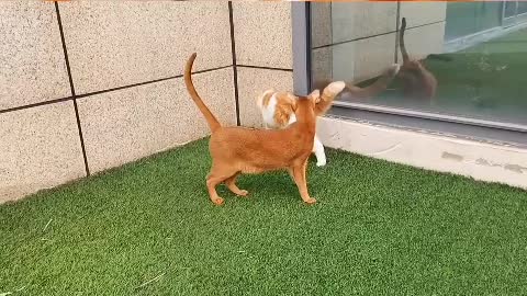 cat and puppy fighting for food