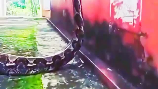 biggest annaconda viral video