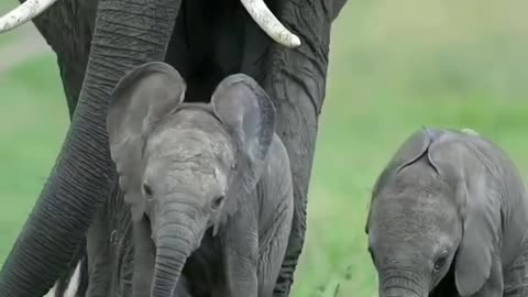 Elephant with twin calves