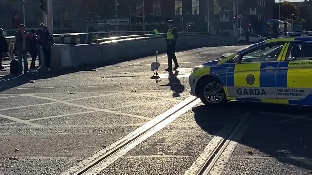 Dublin Police Escort Swan Through the City