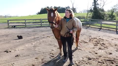 How to Teach Your Horse Tricks (6 Simple Tricks)