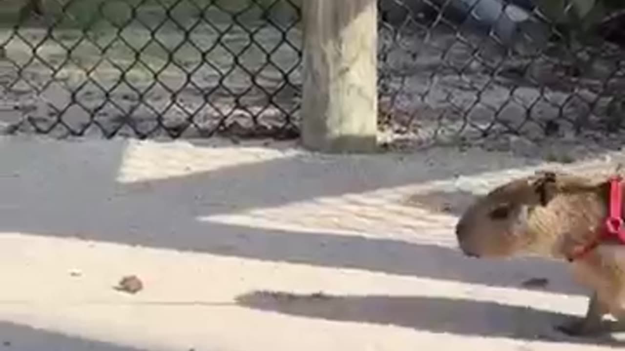 A girl's unending love for capybara