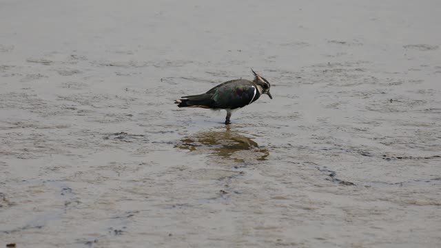 Beautiful bird in water pond