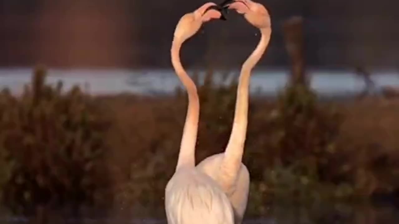 The love dance of the flamingos