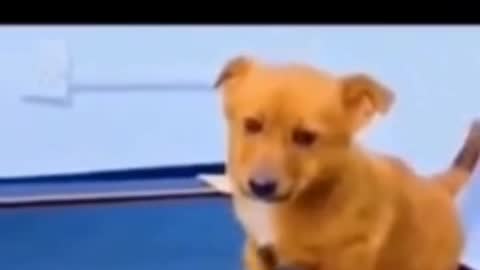Cute animals videos