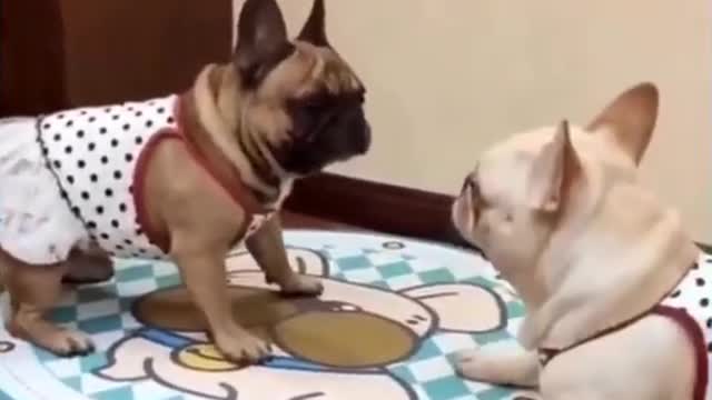 Cute Puppies Compilation - Funny Animals2