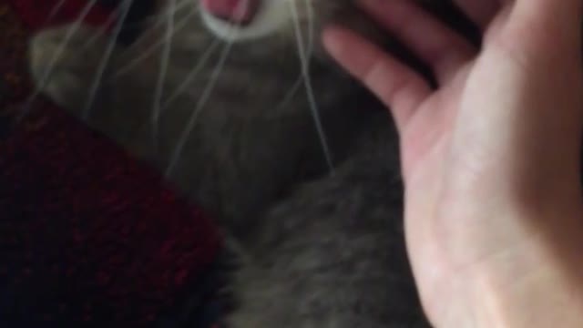 A little sweet cat yawns