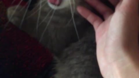 A little sweet cat yawns