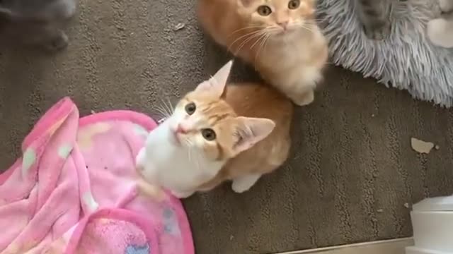 A bunch of kittens trying to jump out of a box.