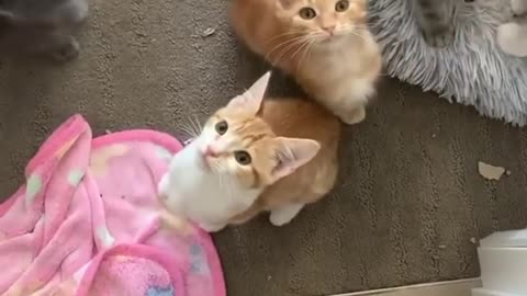 A bunch of kittens trying to jump out of a box.