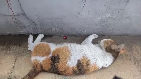 A tricolored cat lying down and grooming