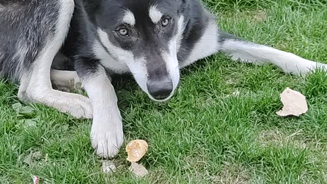 Saber the husky gets a reward